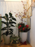 s柏整体-DSCF1310.jpg